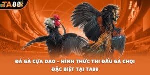Đá gà cựa dao