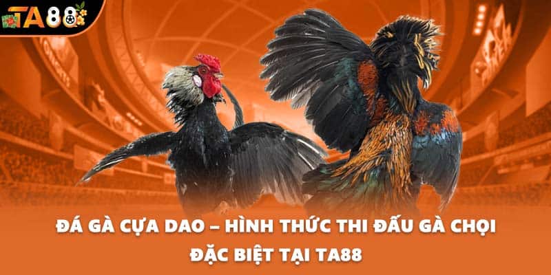 Đá gà cựa dao
