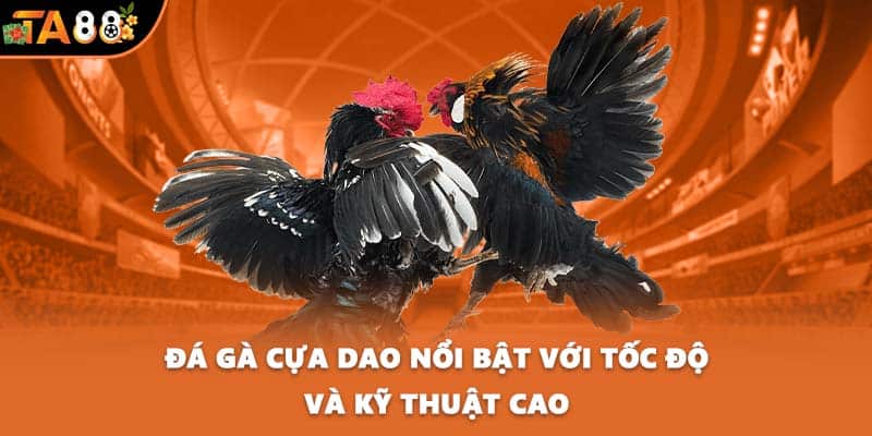 Đá gà cựa dao nổi bật với tốc độ và kỹ thuật cao