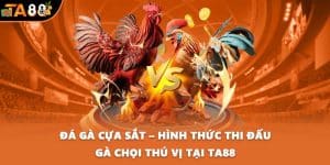 Đá gà cựa sắt