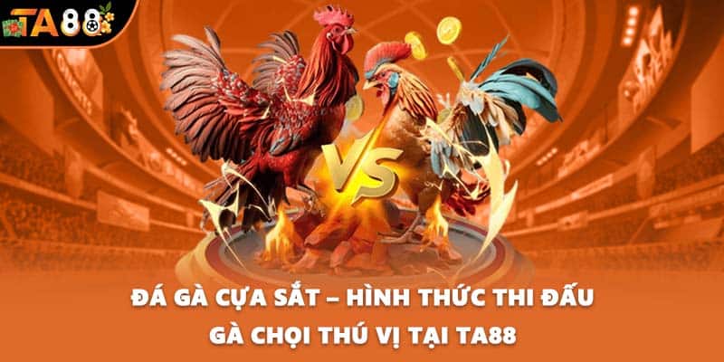 Đá gà cựa sắt