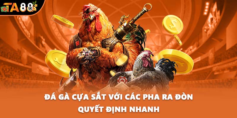 Đá gà cựa sắt với các pha ra đòn quyết định nhanh