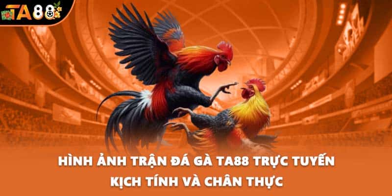 Hình ảnh trận đá gà TA88 trực tuyến kịch tính và chân thực