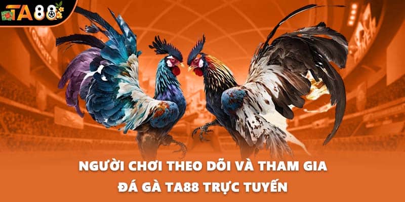 Người chơi theo dõi và tham gia đá gà TA88 trực tuyến