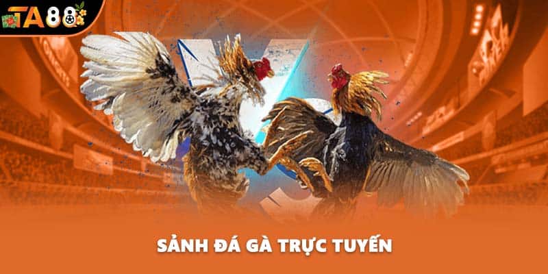 Sảnh đá gà trực tuyến