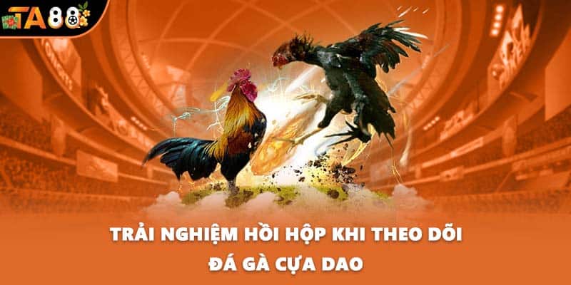 Trải nghiệm hồi hộp khi theo dõi đá gà cựa dao