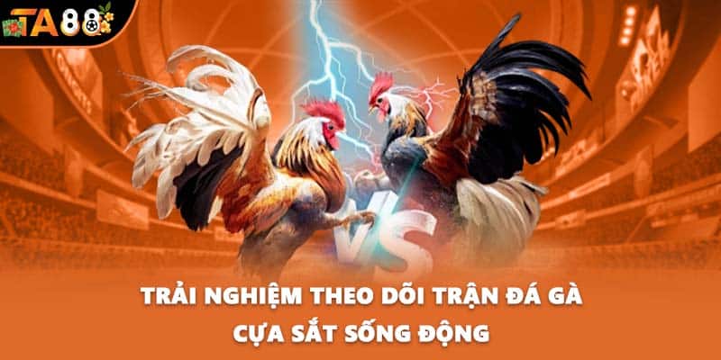 Trải nghiệm theo dõi trận đá gà cựa sắt sống động