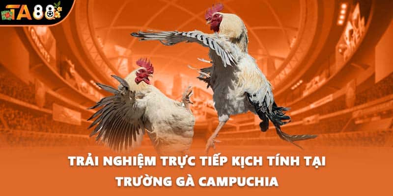 Trải nghiệm trực tiếp kịch tính tại trường gà Campuchia