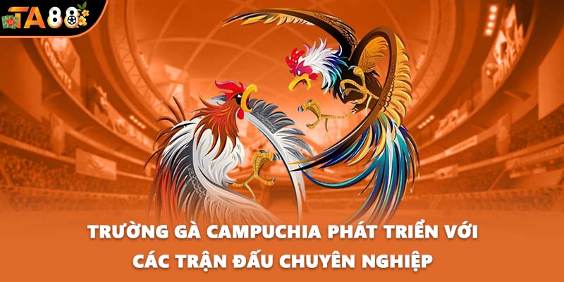 Trường gà Campuchia phát triển với các trận đấu chuyên nghiệp
