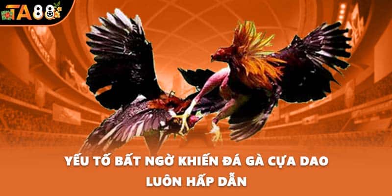 Yếu tố bất ngờ khiến đá gà cựa dao luôn hấp dẫn