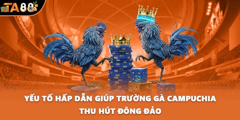 Yếu tố hấp dẫn giúp trường gà Campuchia thu hút đông đảo